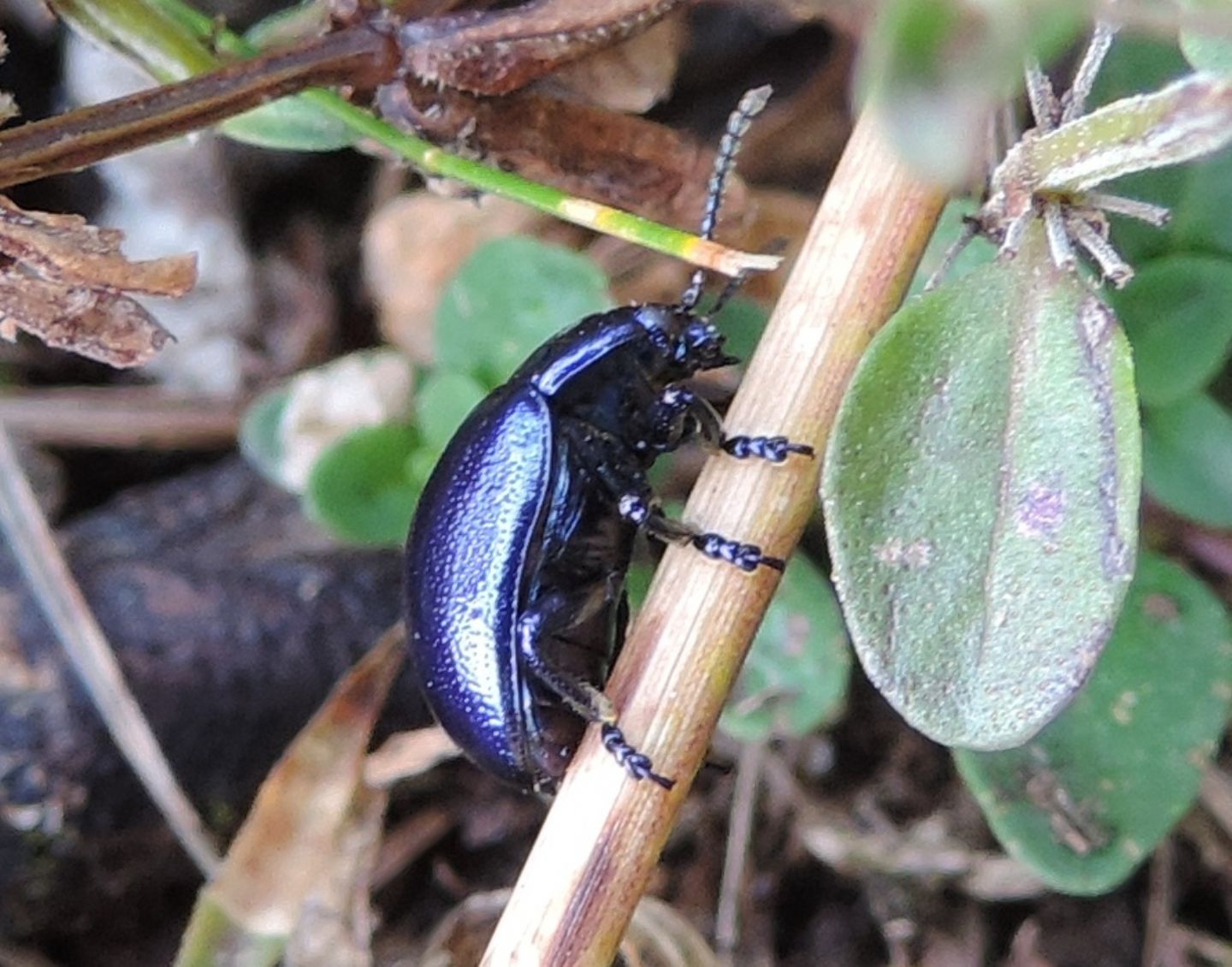 Oreina? Forse Chrysolina cerealis (forma)