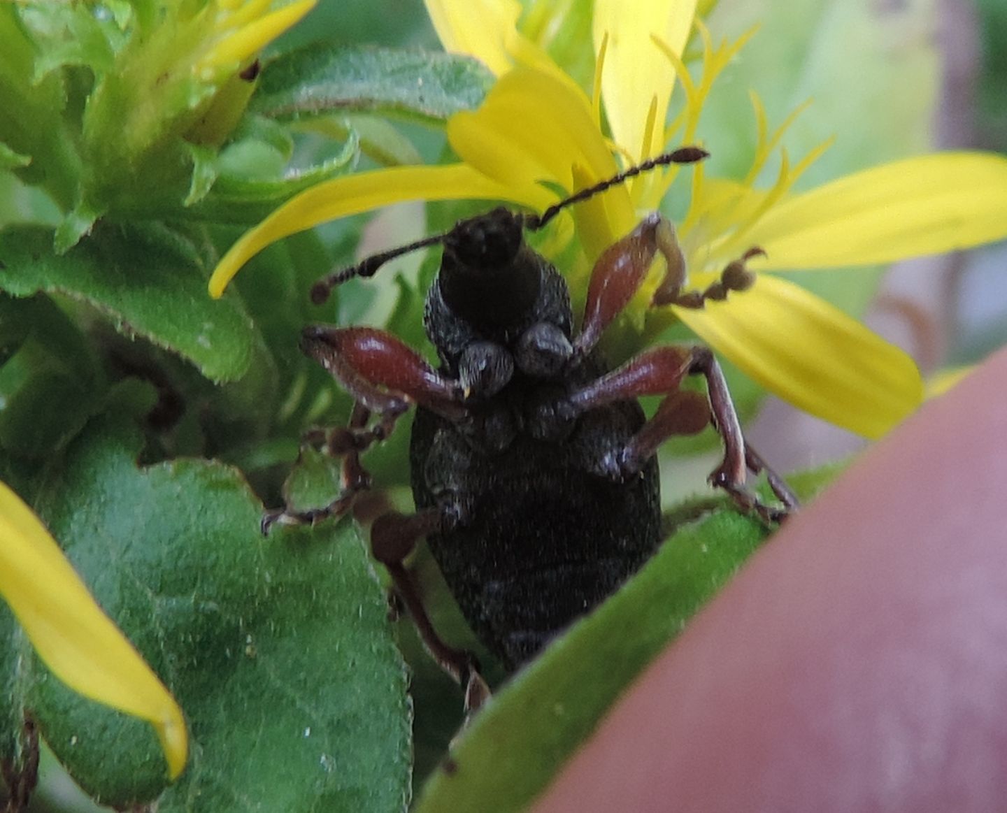 Curculionidae: ora è Otiorhynchus sellae