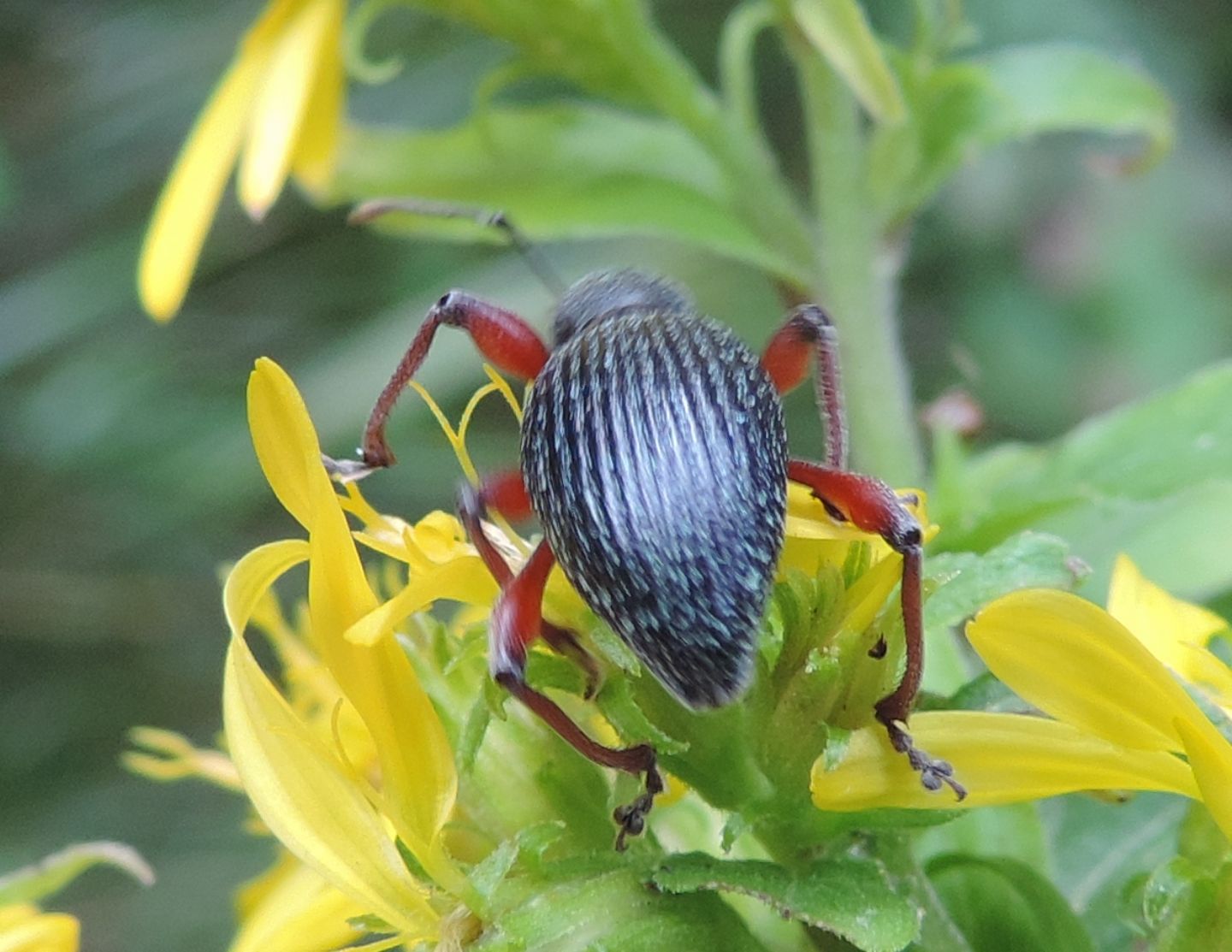 Curculionidae: ora è Otiorhynchus sellae