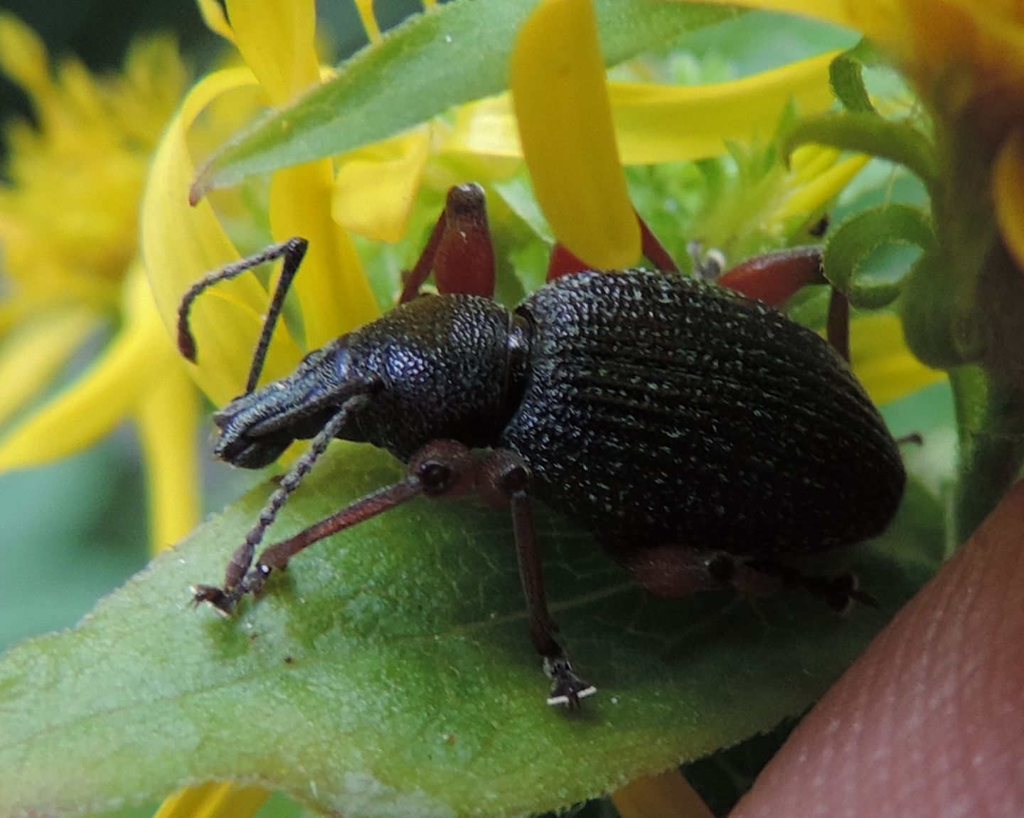Curculionidae: ora è Otiorhynchus sellae
