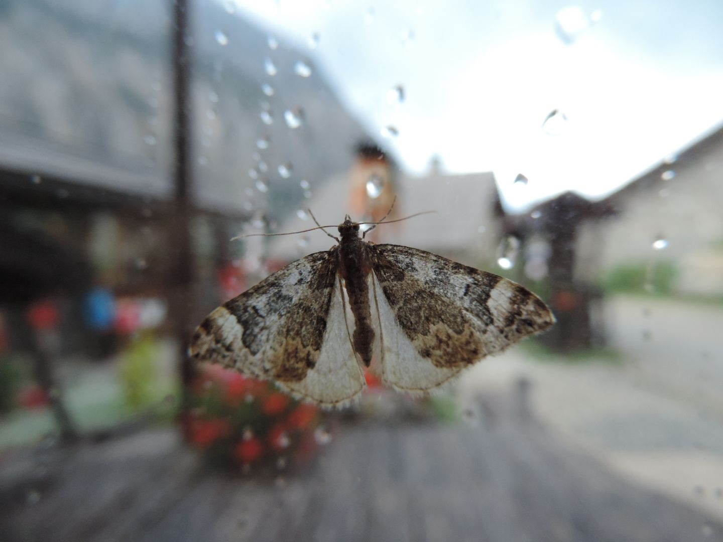 Lampropteryx suffumata?