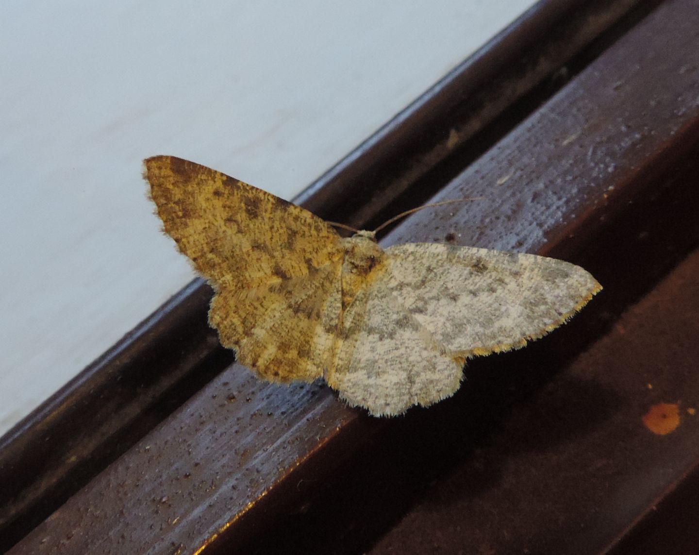 Lampropteryx suffumata?