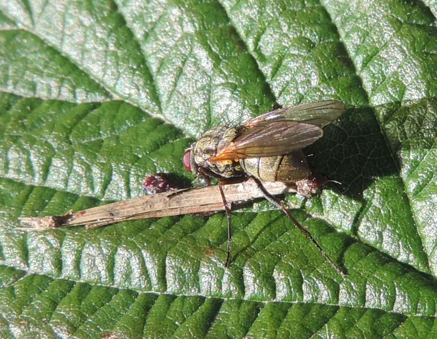 Piccolo dittero da identificare