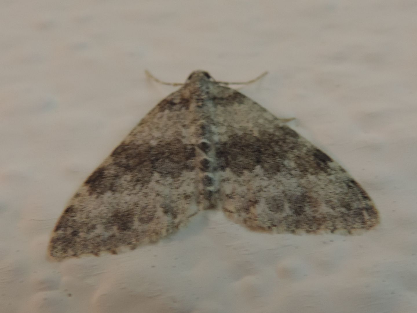 Falena da identificare - Entephria cyanata