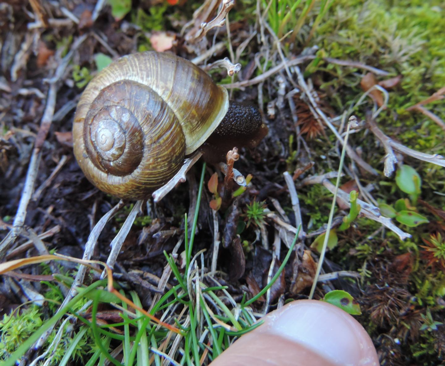 Arianta arbustorum repellini (Reeve, 1852)