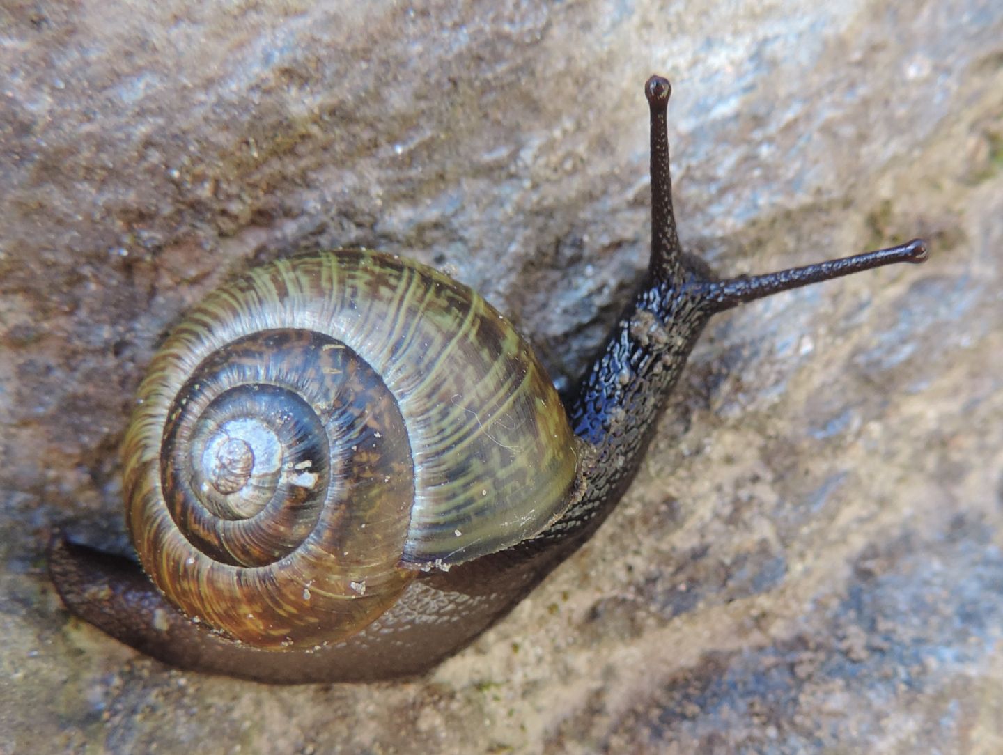 Arianta arbustorum repellini (Reeve, 1852)