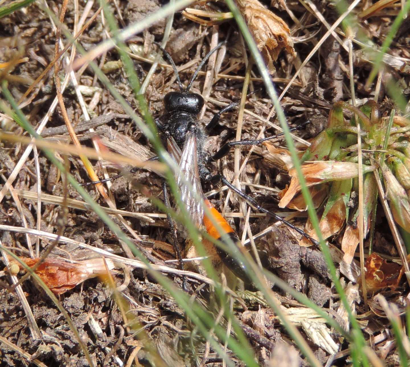 Quale Sphecidae? Podalonia sp.