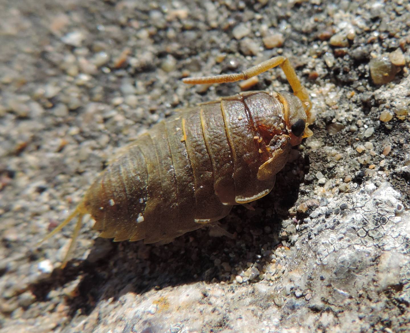 Ligia oceanica?