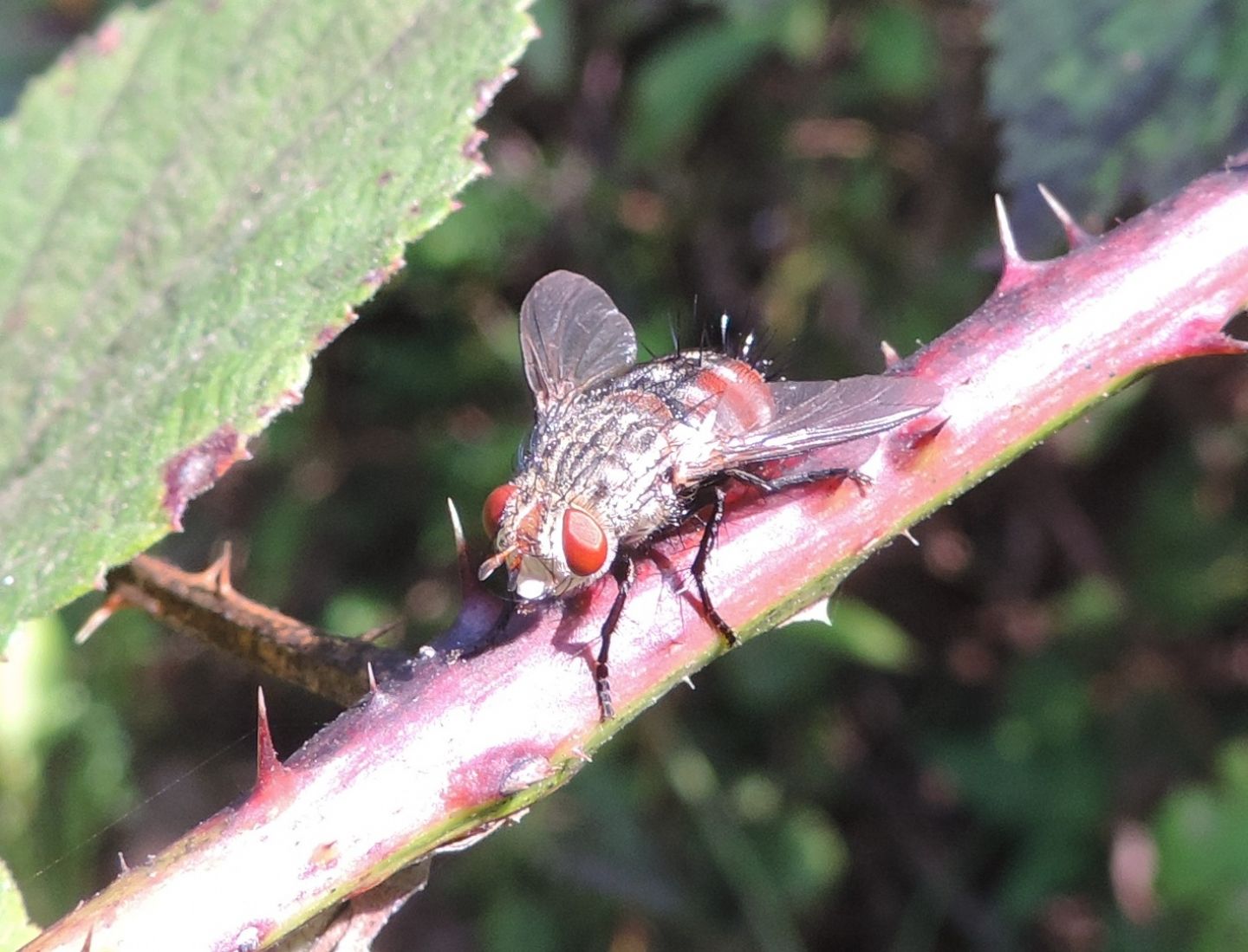 Tachinide da identificare