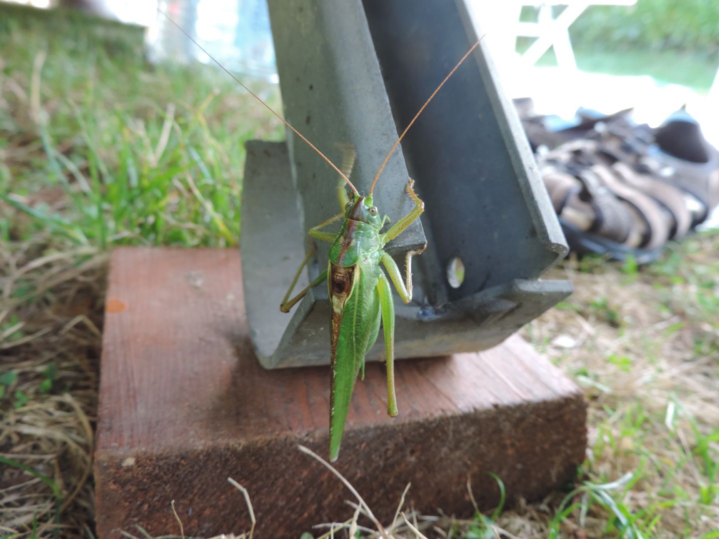 Tettigonia viridissima?