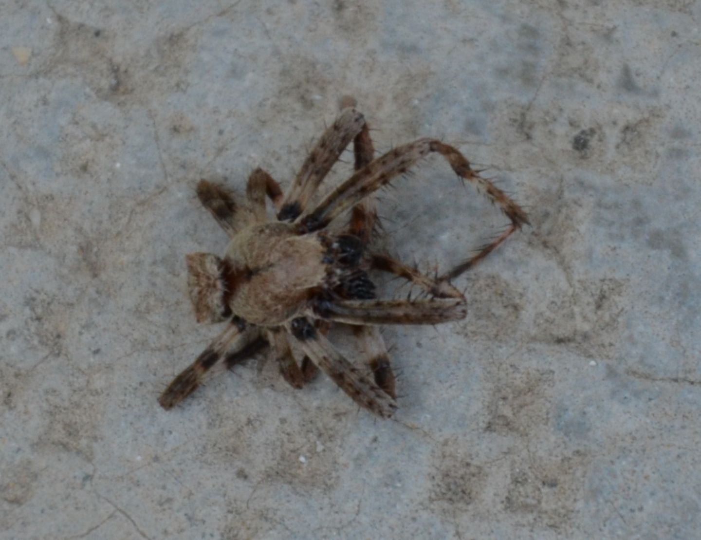 Araneus cf. angulatus - Magliano Alfieri (CN)