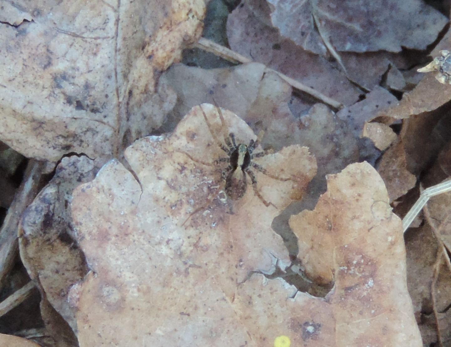 Pardosa gr. lugubris - Parco La Mandria (TO)