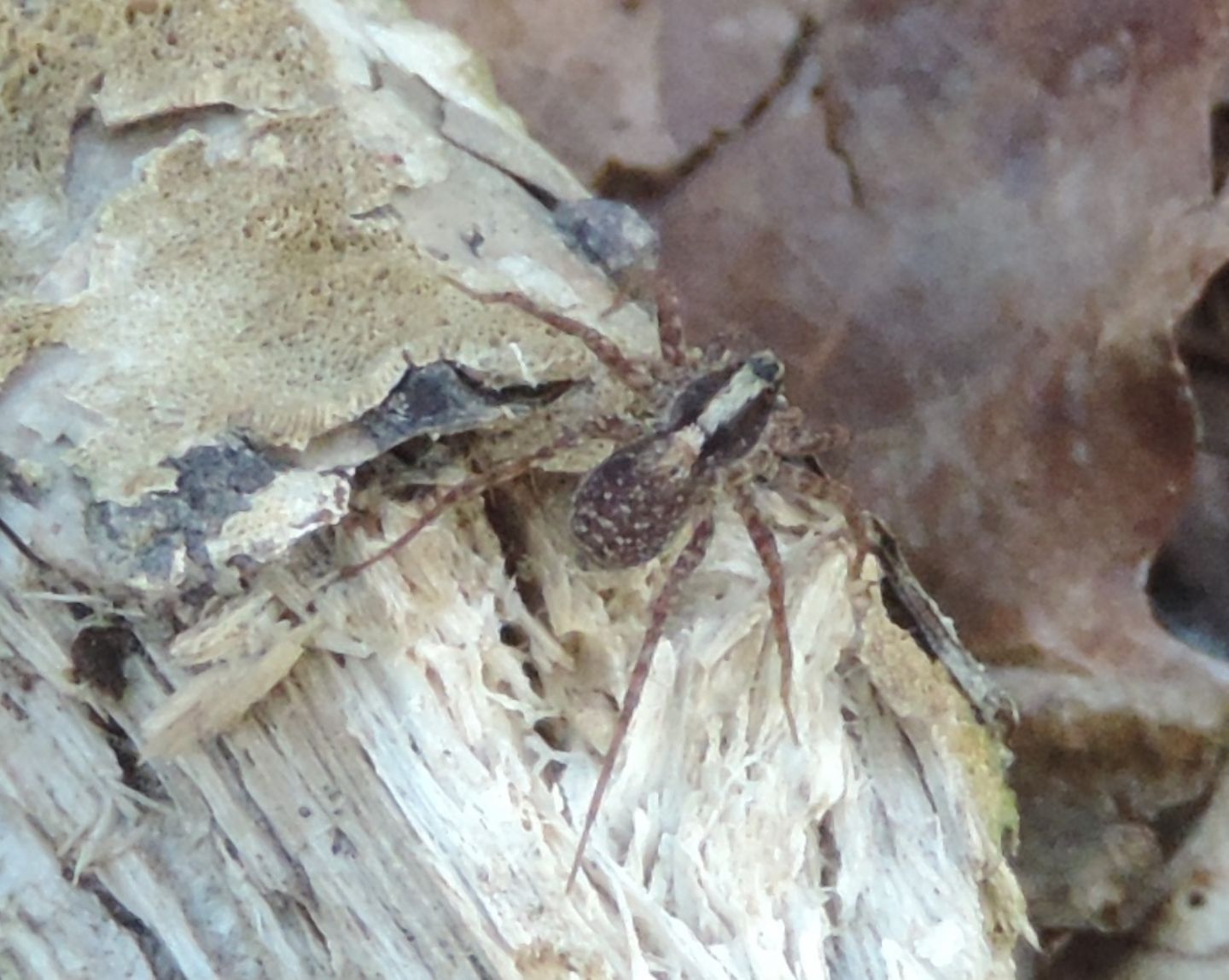 Pardosa gr. lugubris - Parco La Mandria (TO)