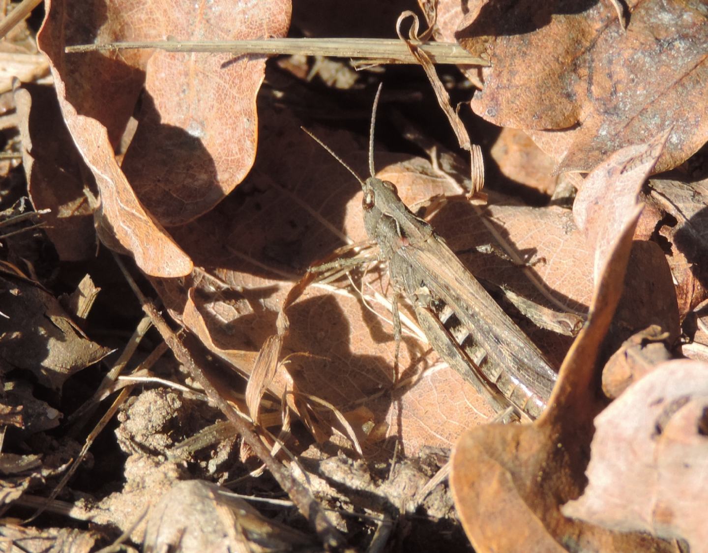 Chorthippus o Glyptobothrus?