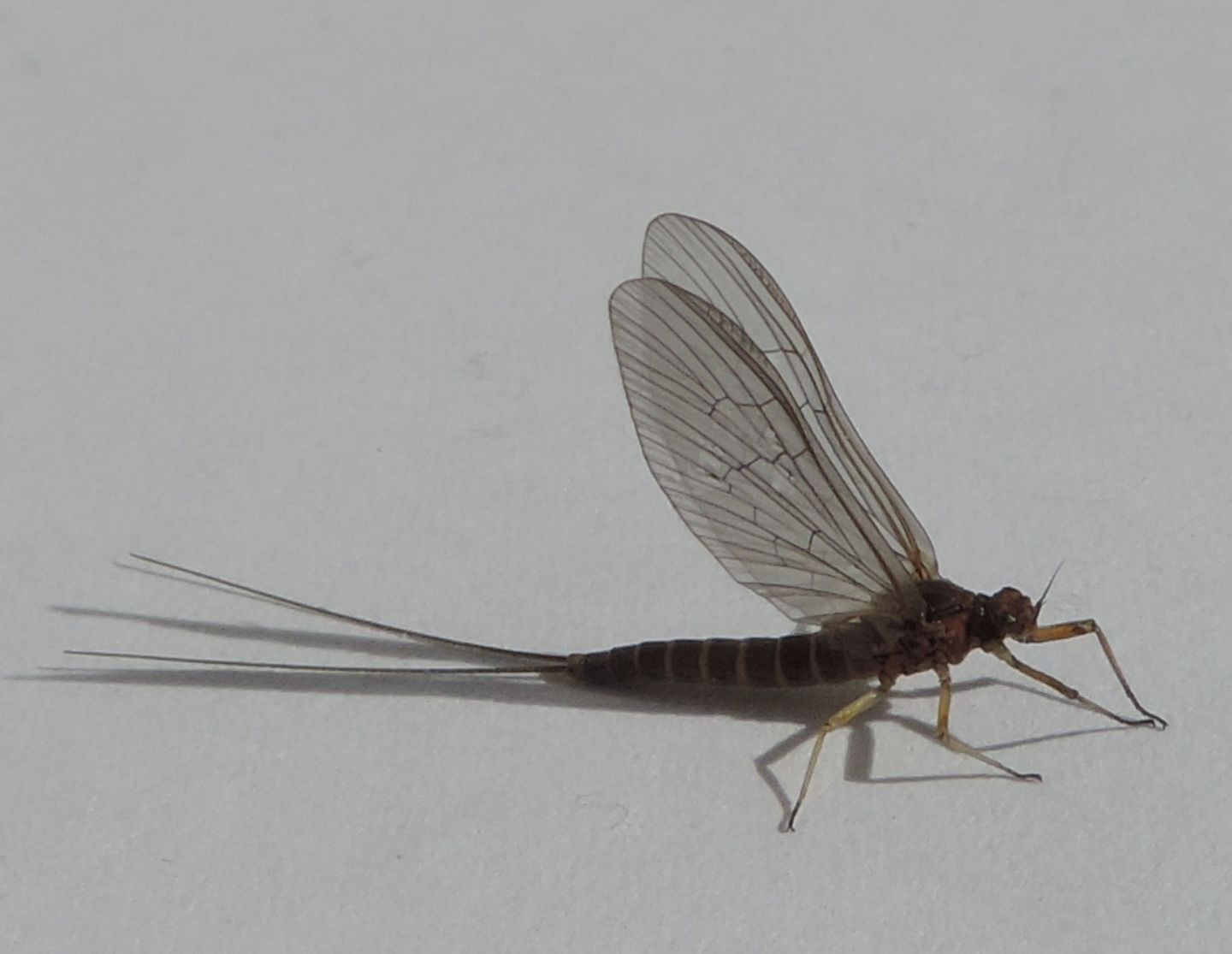 Baetis rhodani torinese