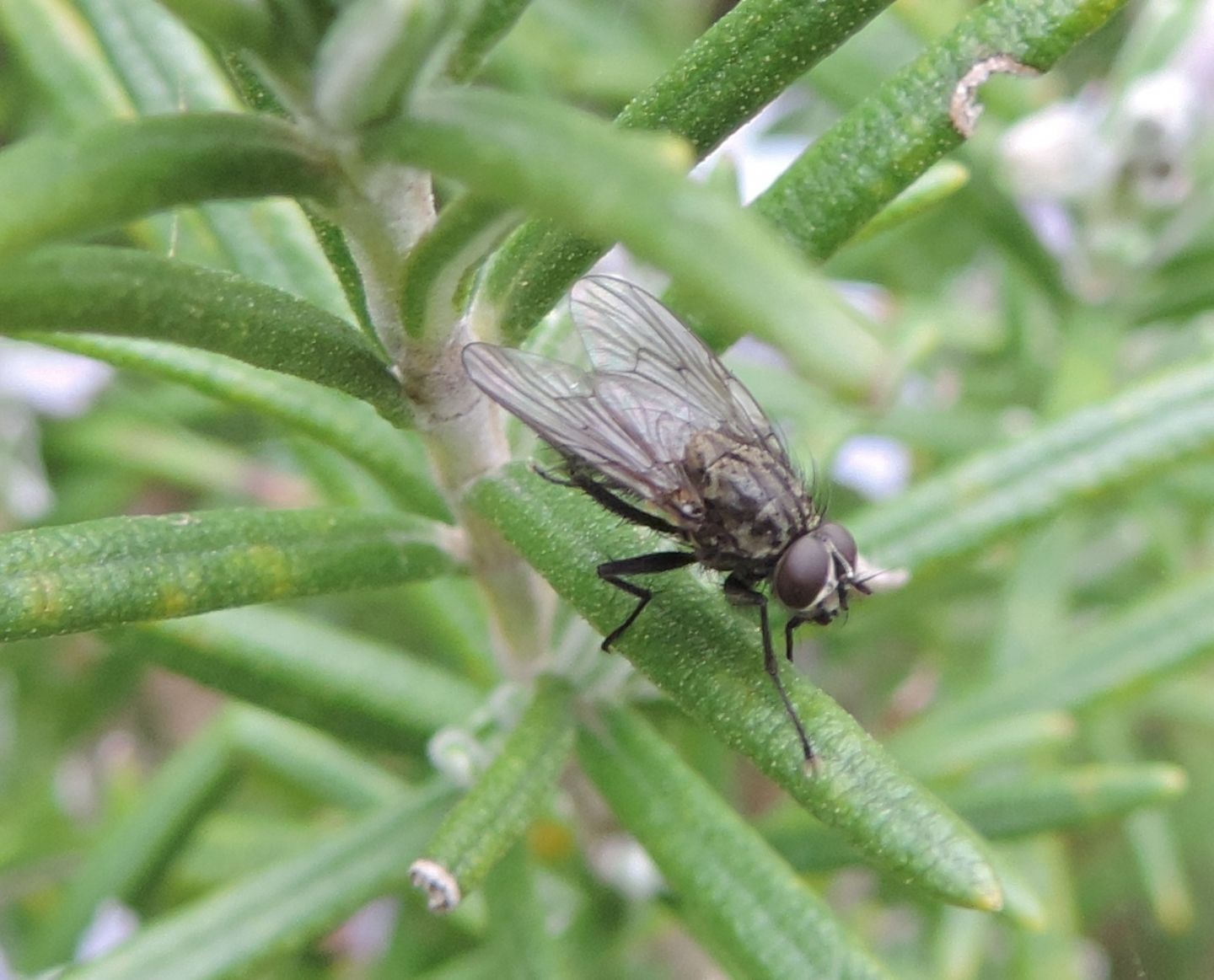 Maschio di Helina sp. (Muscidae)