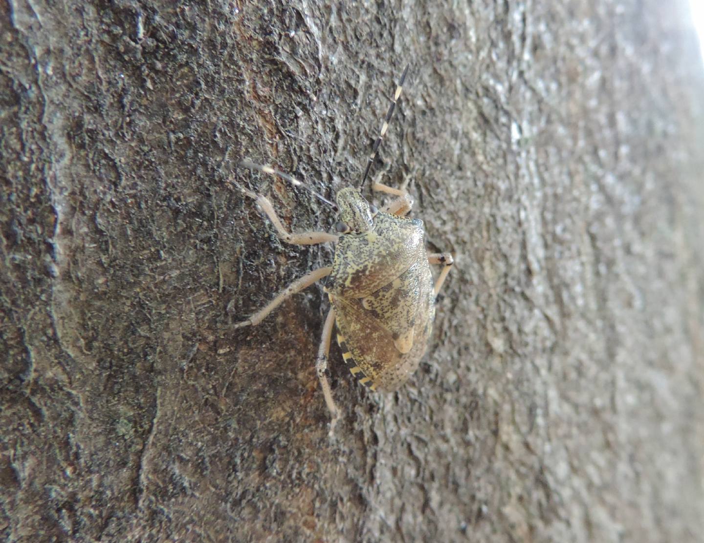 Rhaphigaster nebulosa o Halyomorpha halys?  Rhaphigaster nebulosa