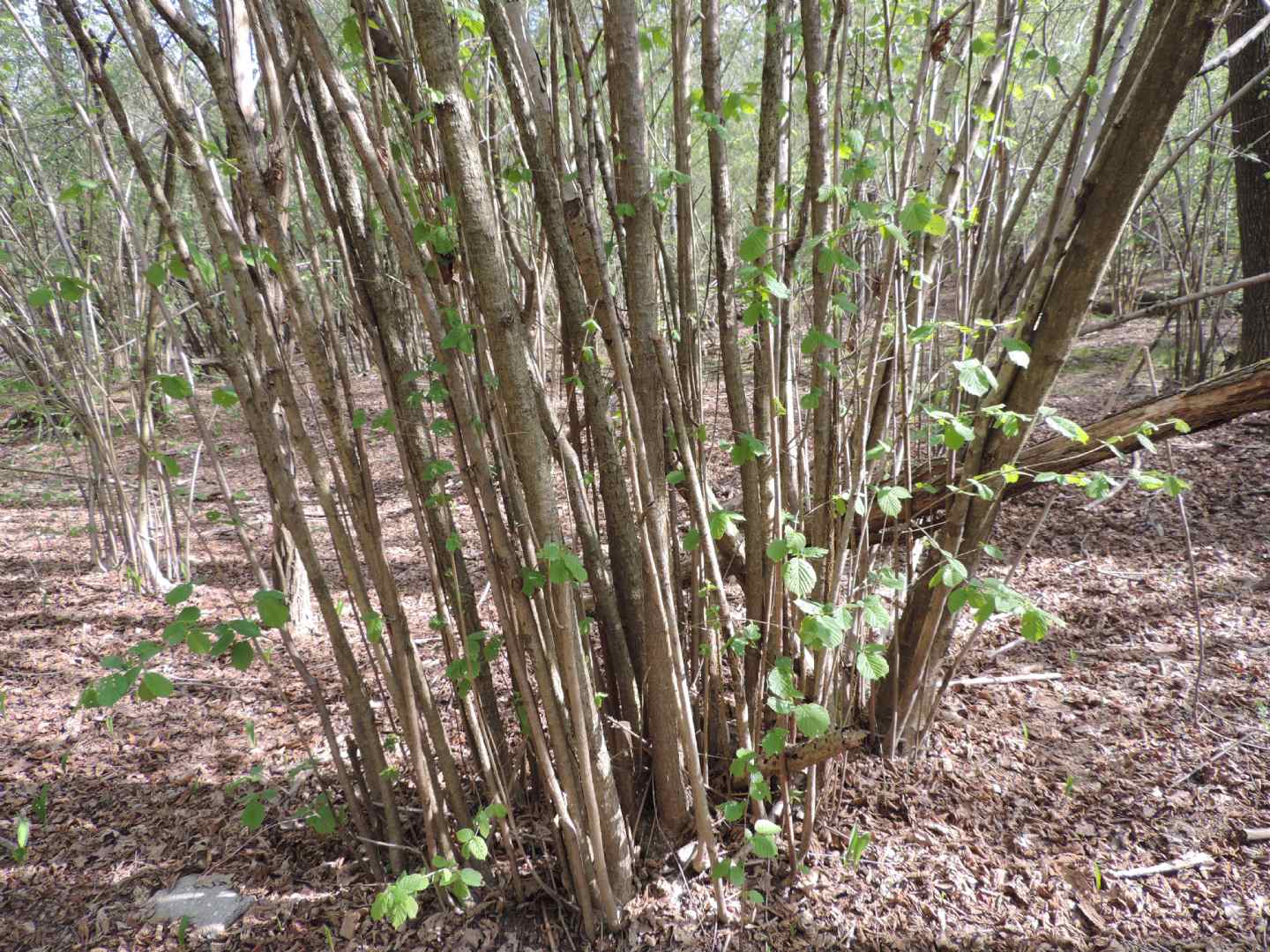 Corylus avellana / Nocciolo