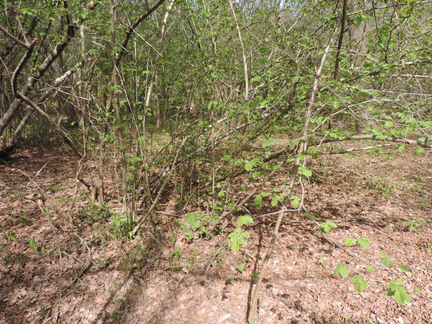 Corylus avellana / Nocciolo