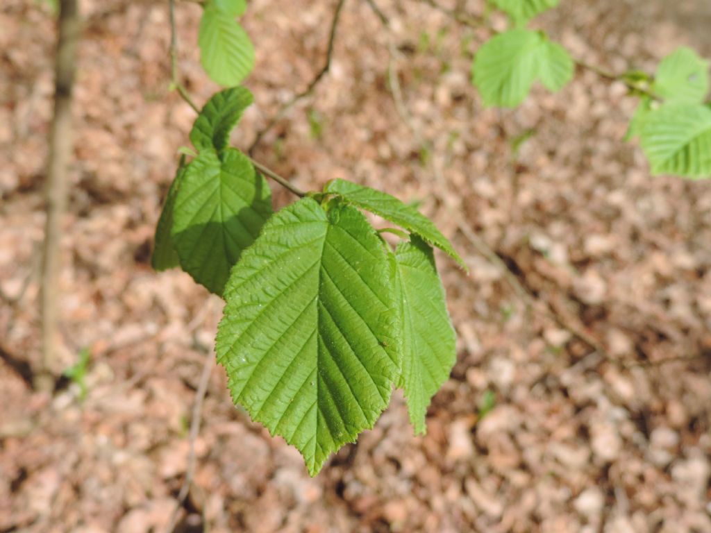 Corylus avellana / Nocciolo