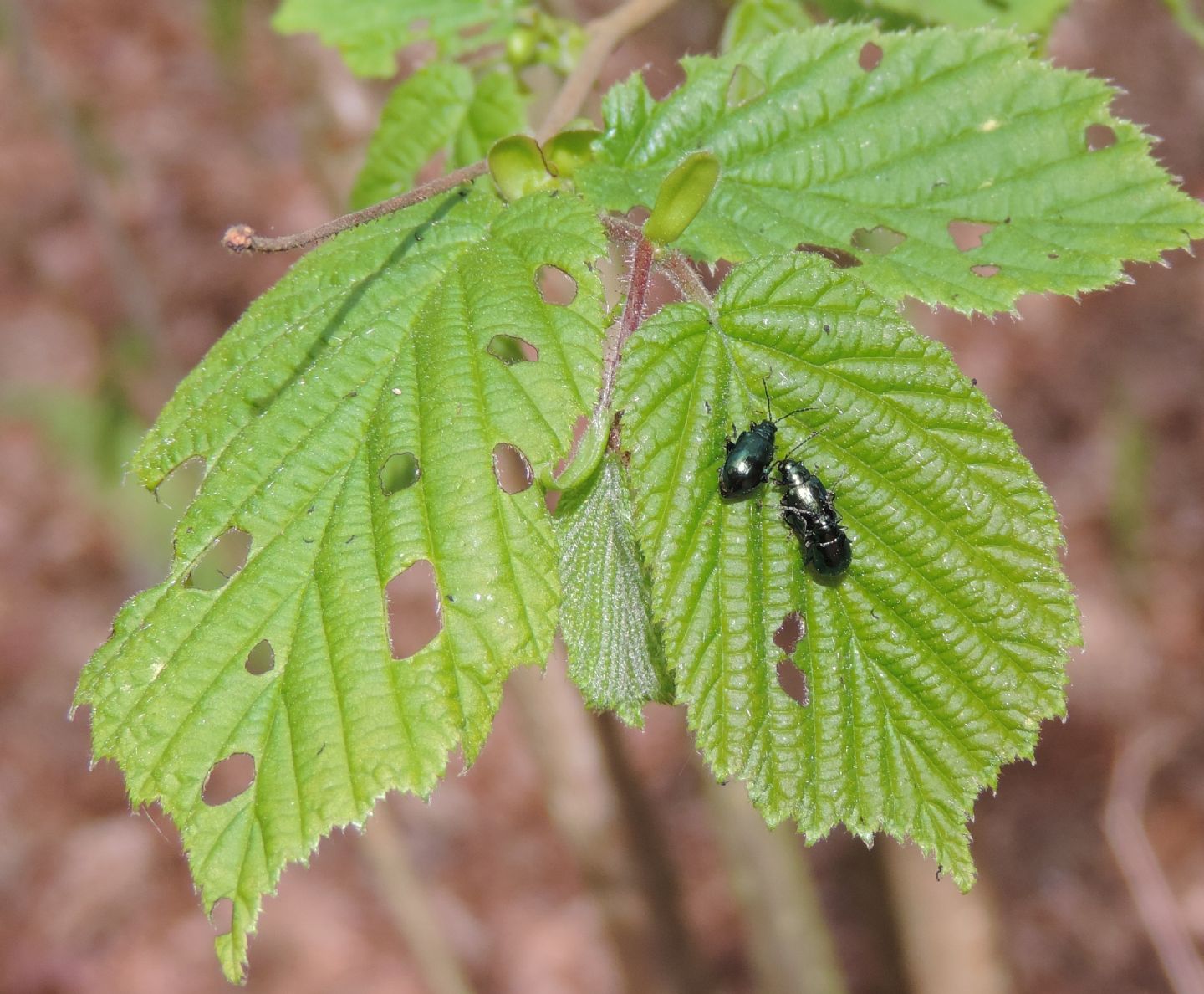 Corylus avellana / Nocciolo