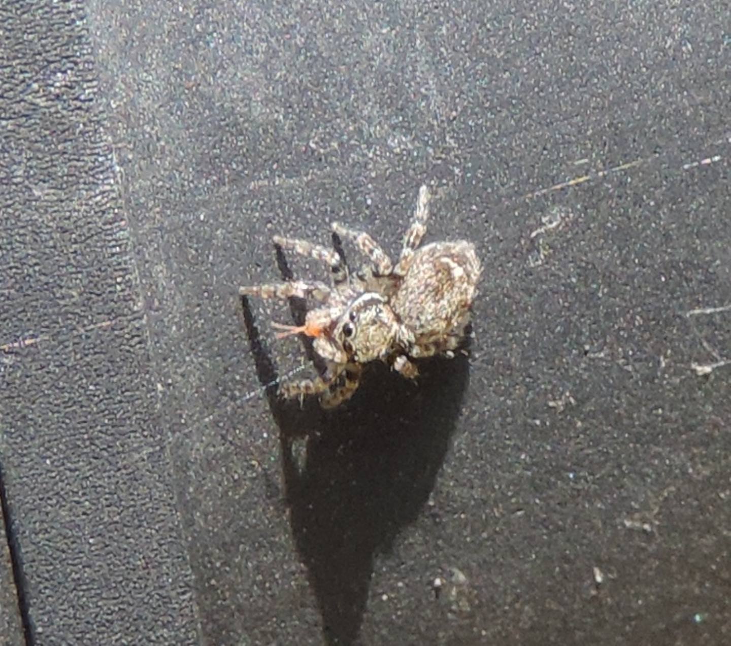 Pseudeuophrys sp. - Parco La Mandria (TO)