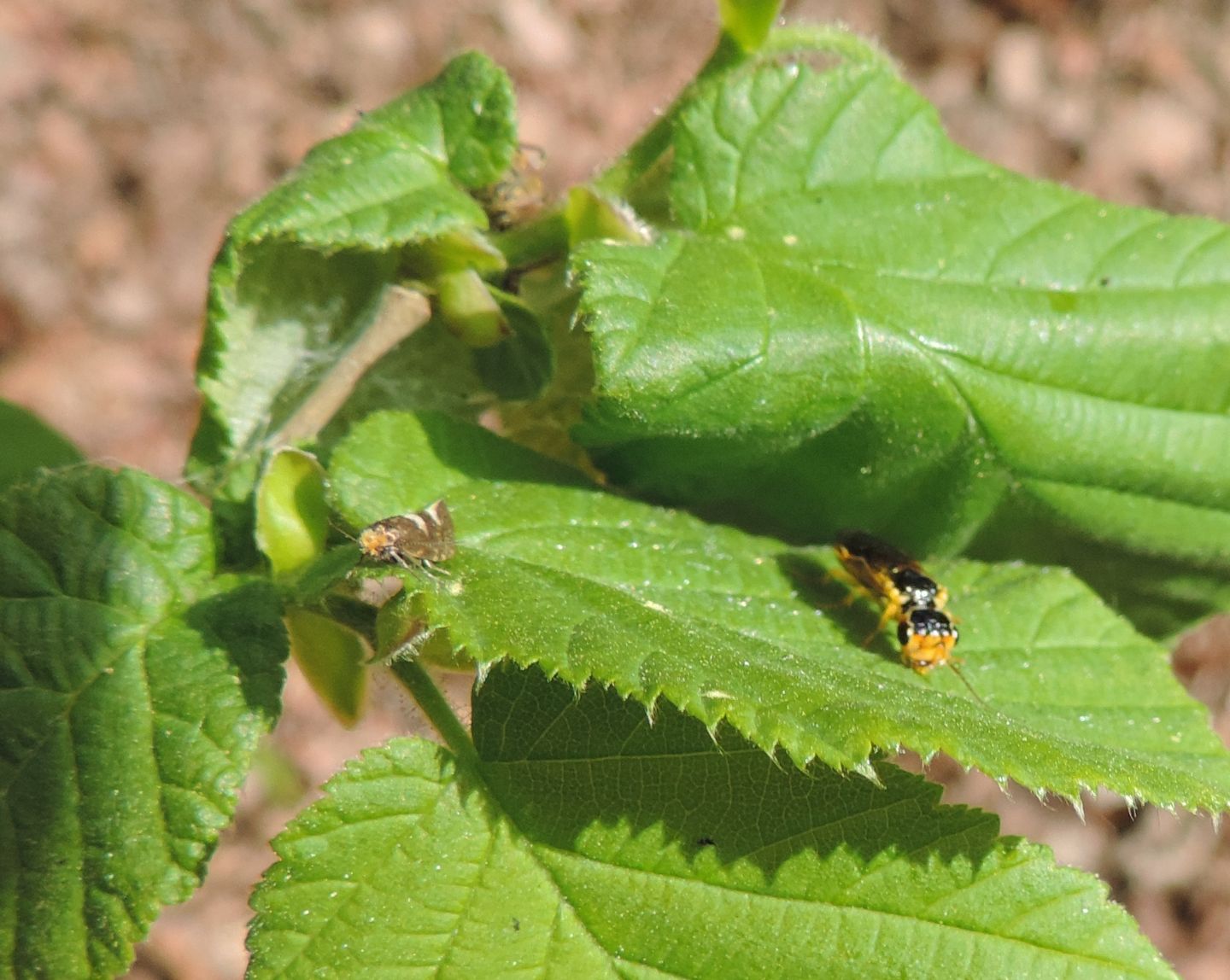 Curculio nucum? Ma cosa stava facendo?