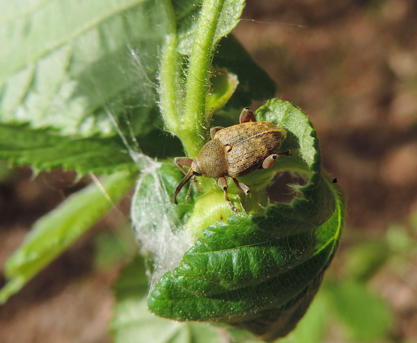 Curculio nucum? Ma cosa stava facendo?