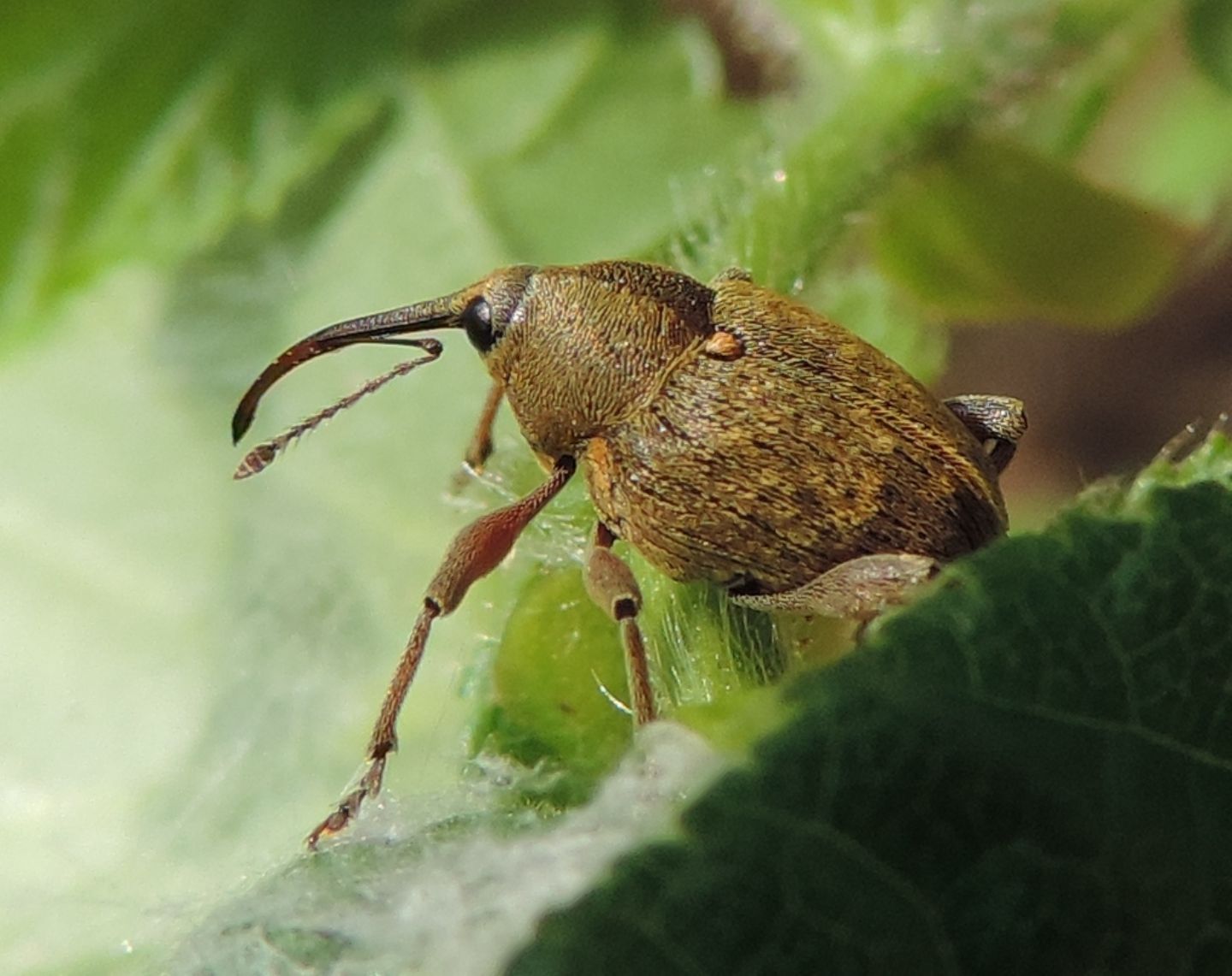 Curculio nucum? Ma cosa stava facendo?