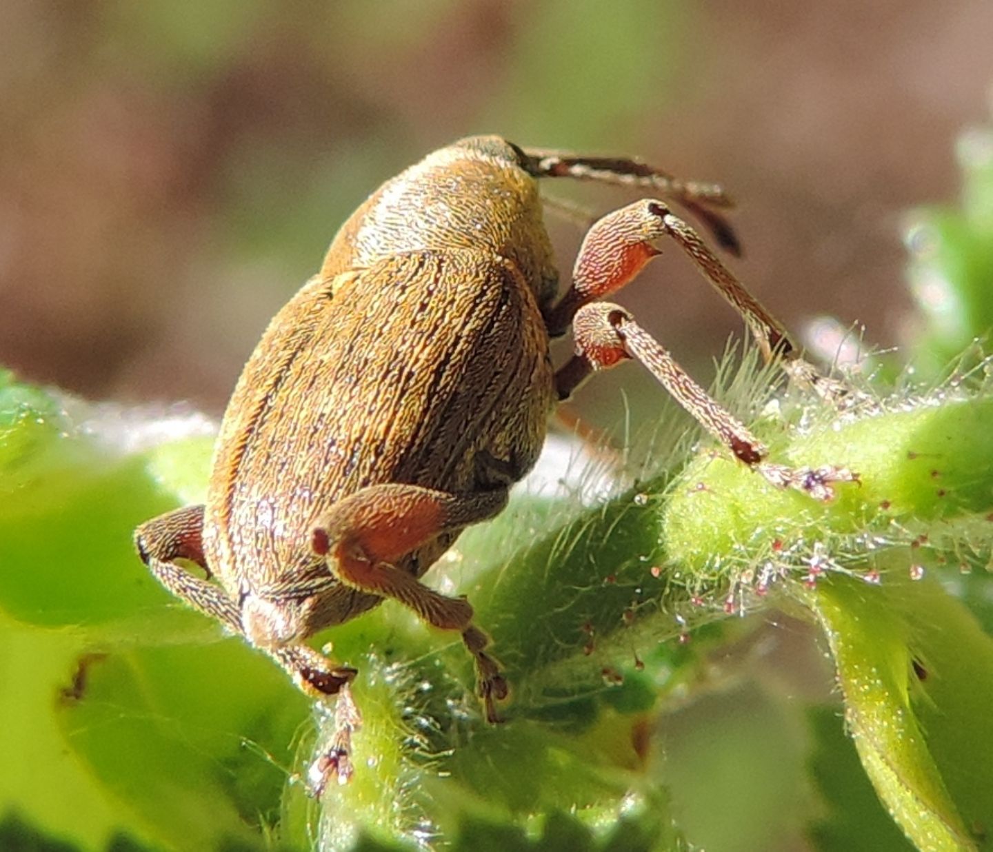 Curculio nucum? Ma cosa stava facendo?