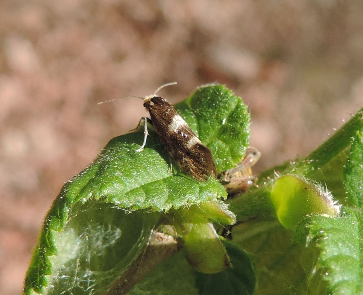 Incurvaria su nocciolo:  Incurvaria sp.