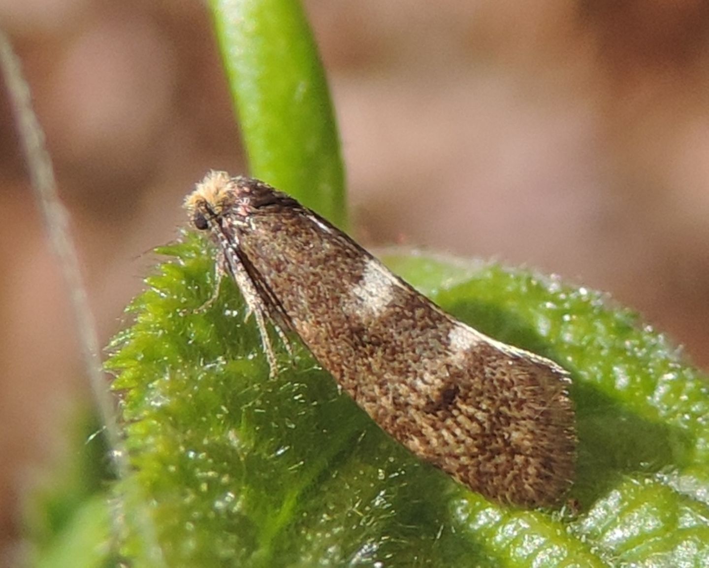 Incurvaria su nocciolo:  Incurvaria sp.