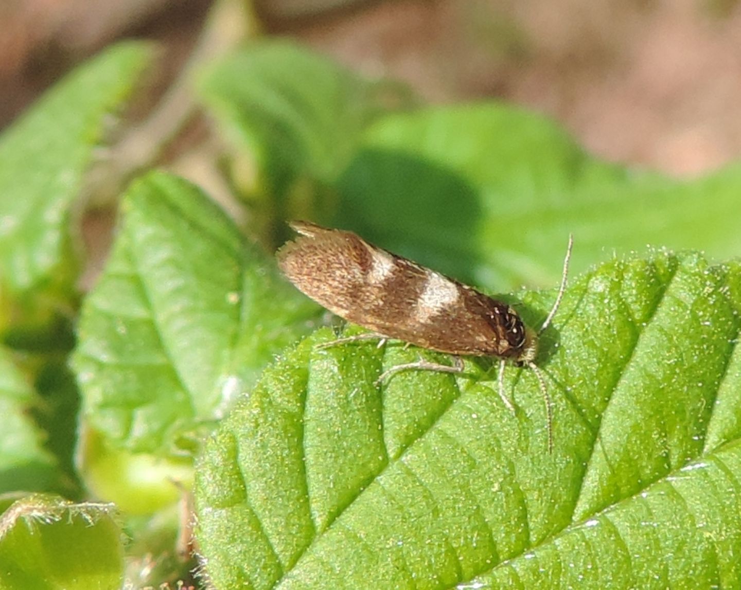 Incurvaria su nocciolo:  Incurvaria sp.