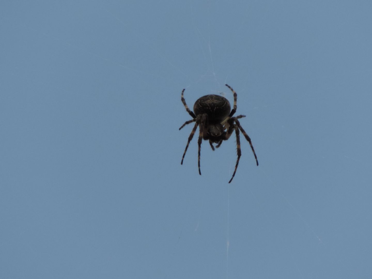 Larinioides sclopetarius, Nuctenea umbratica - Torino