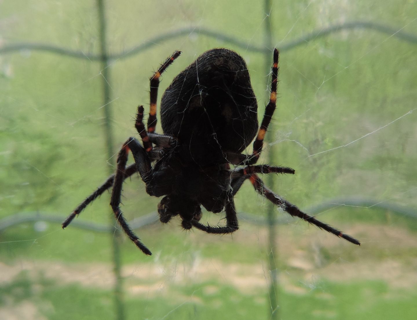 Larinioides sclopetarius, Nuctenea umbratica - Torino