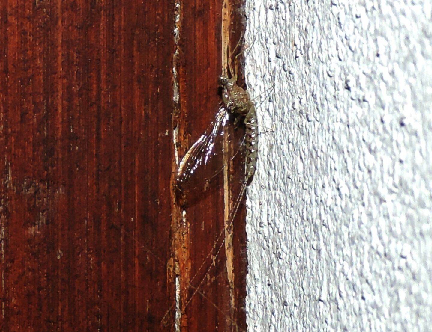 Cloeon cognatum - Effimera mantovana