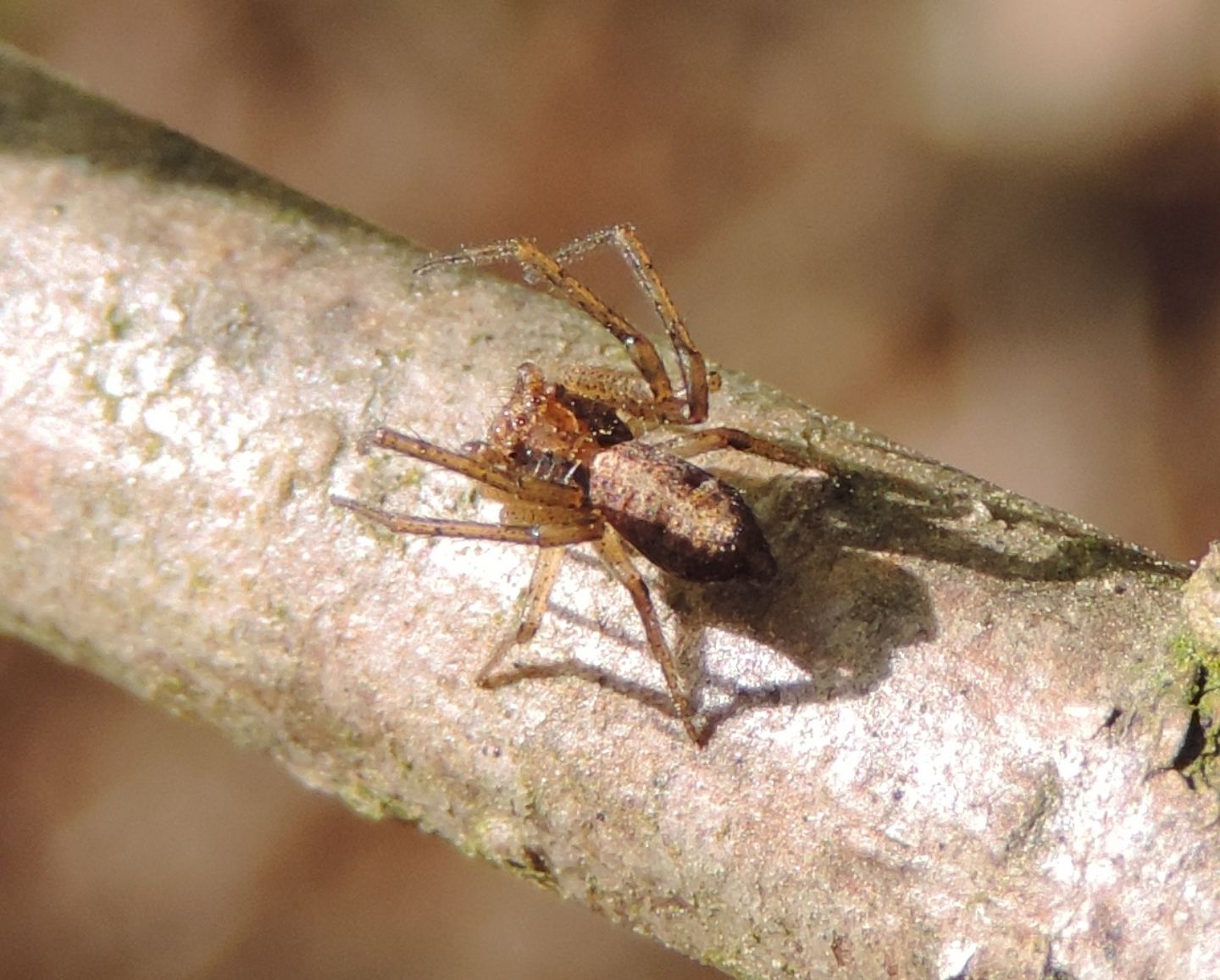 Tmarus sp. - Parco La Mandria (TO)