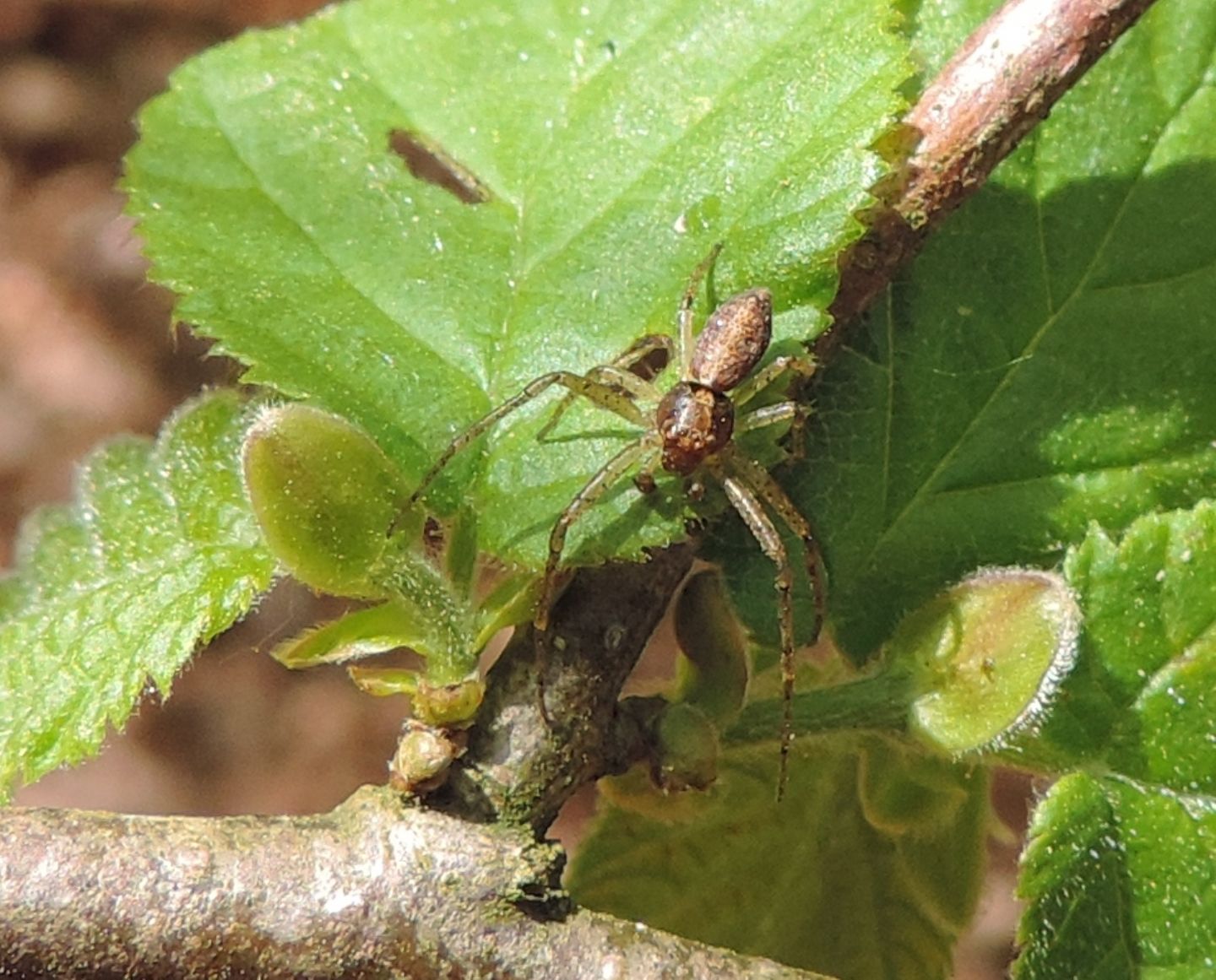 Tmarus sp. - Parco La Mandria (TO)