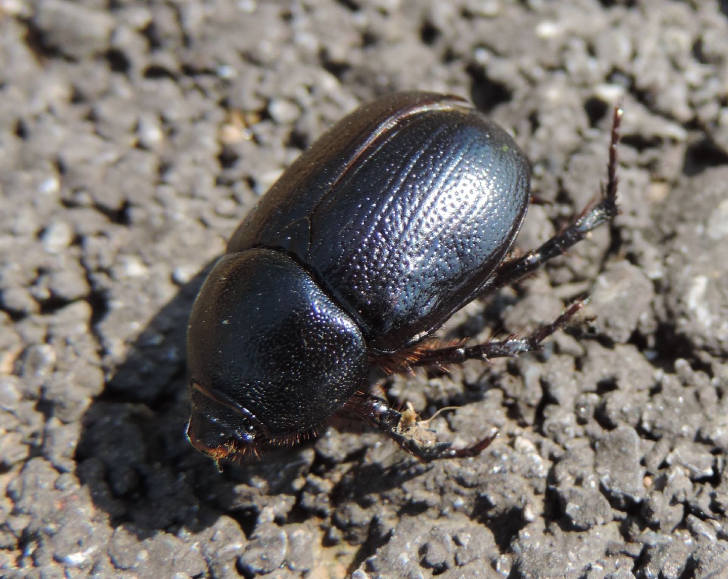 Pentodon bidens punctatum