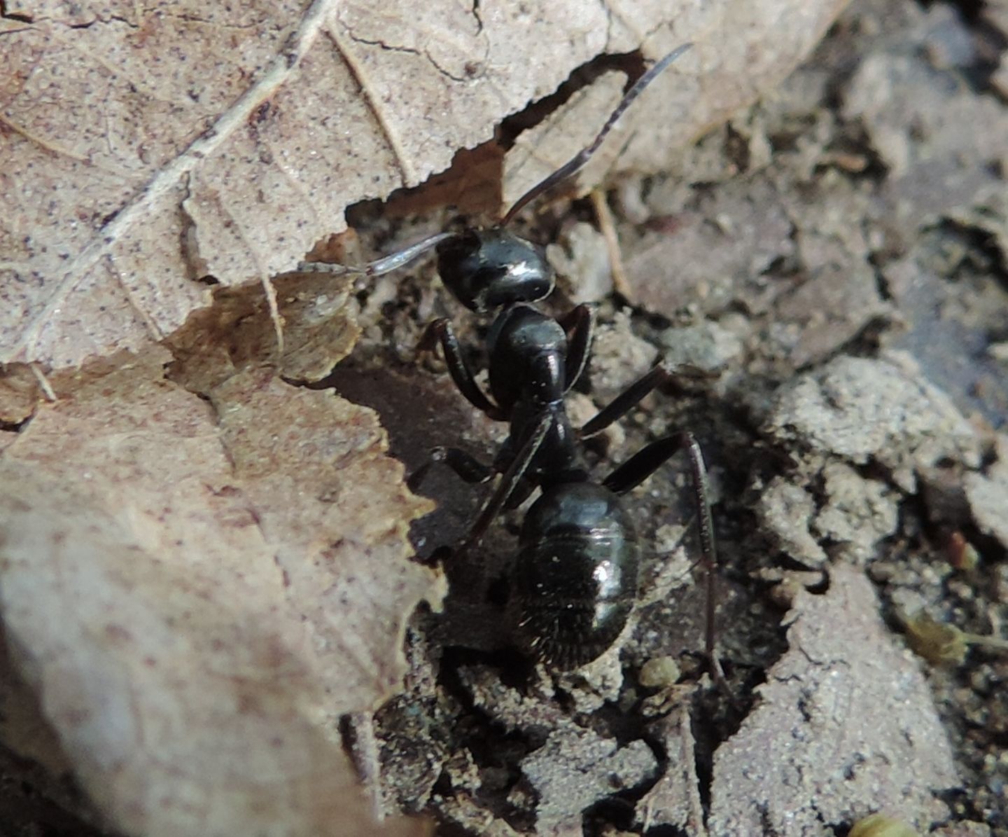 Camponotus? No. Formica gagates