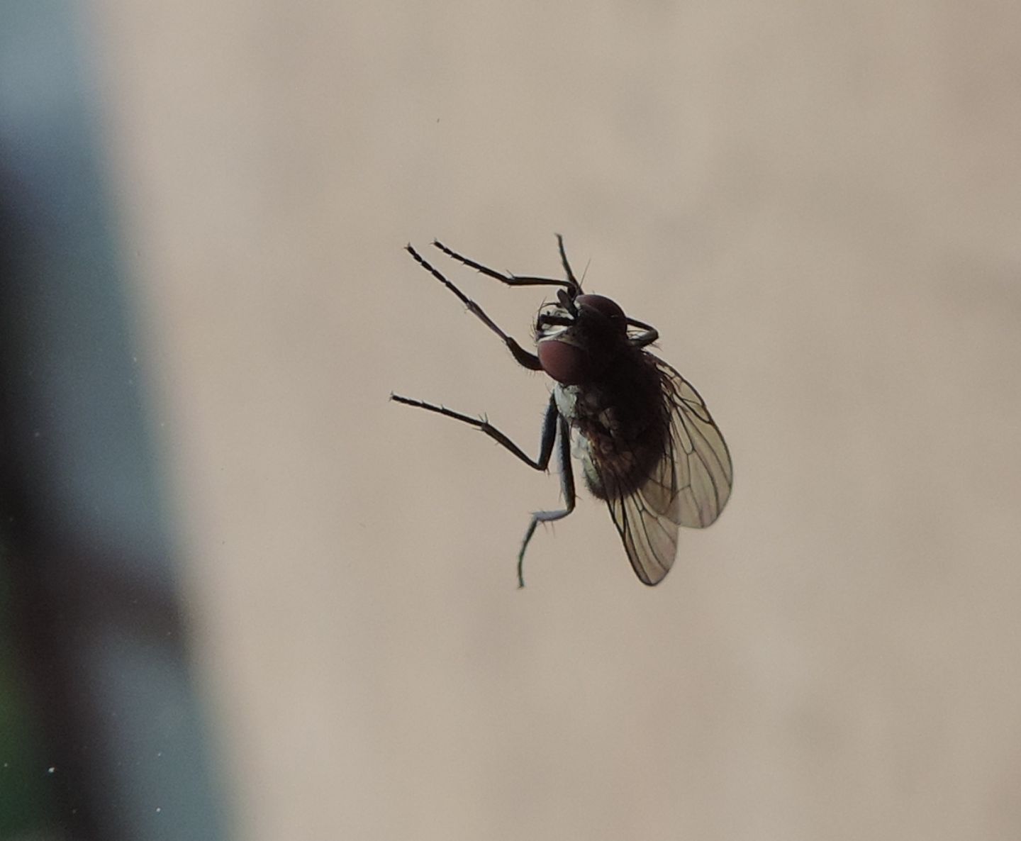 Femmina di Fannia canicularis