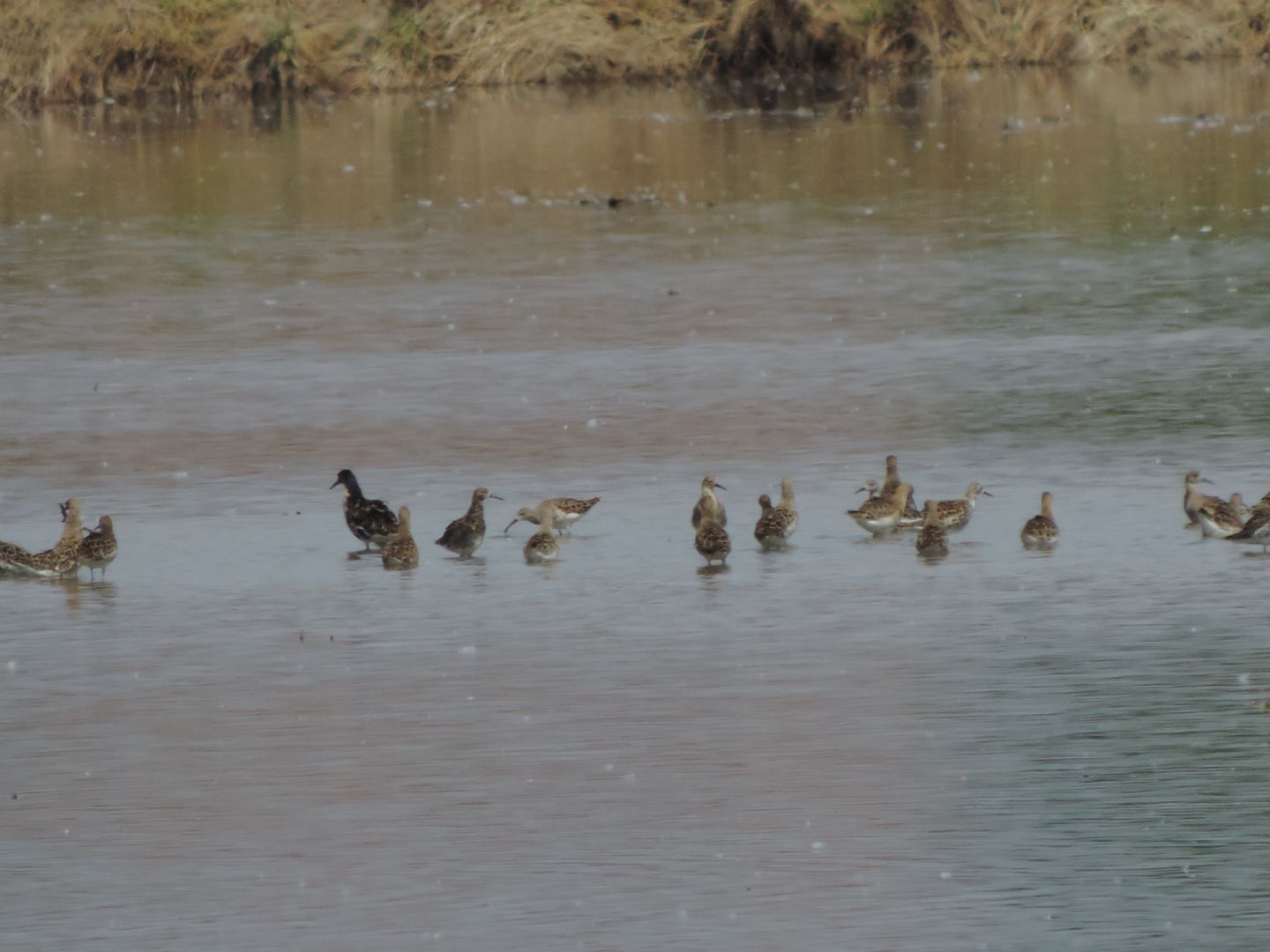 Domanda sui Combattenti