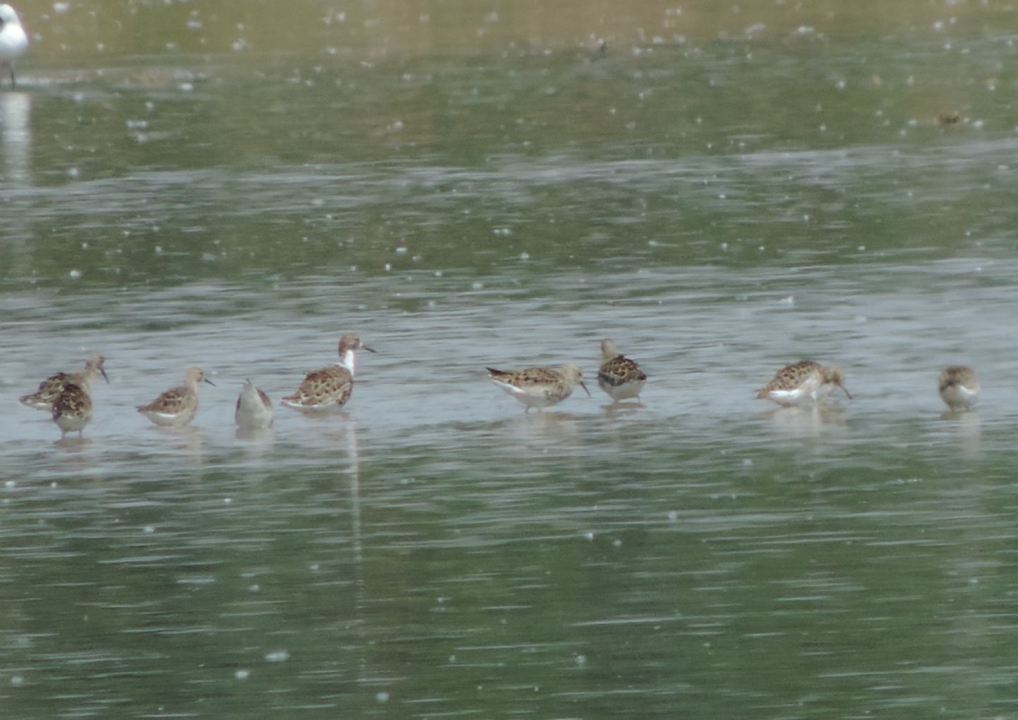 Domanda sui Combattenti