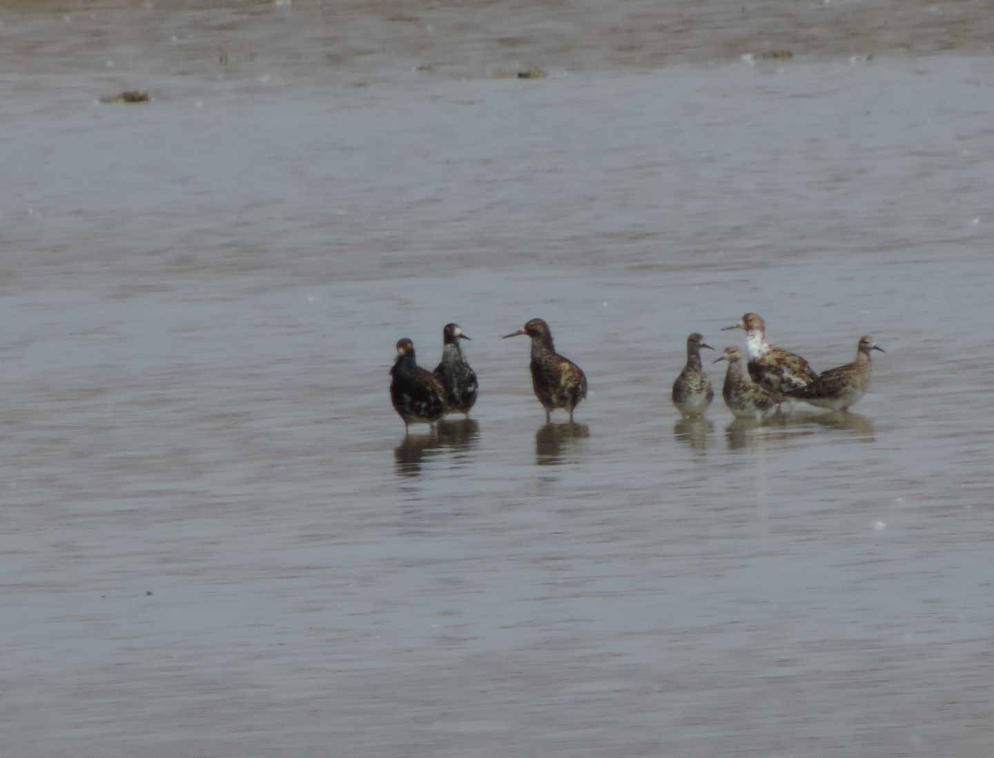 Domanda sui Combattenti