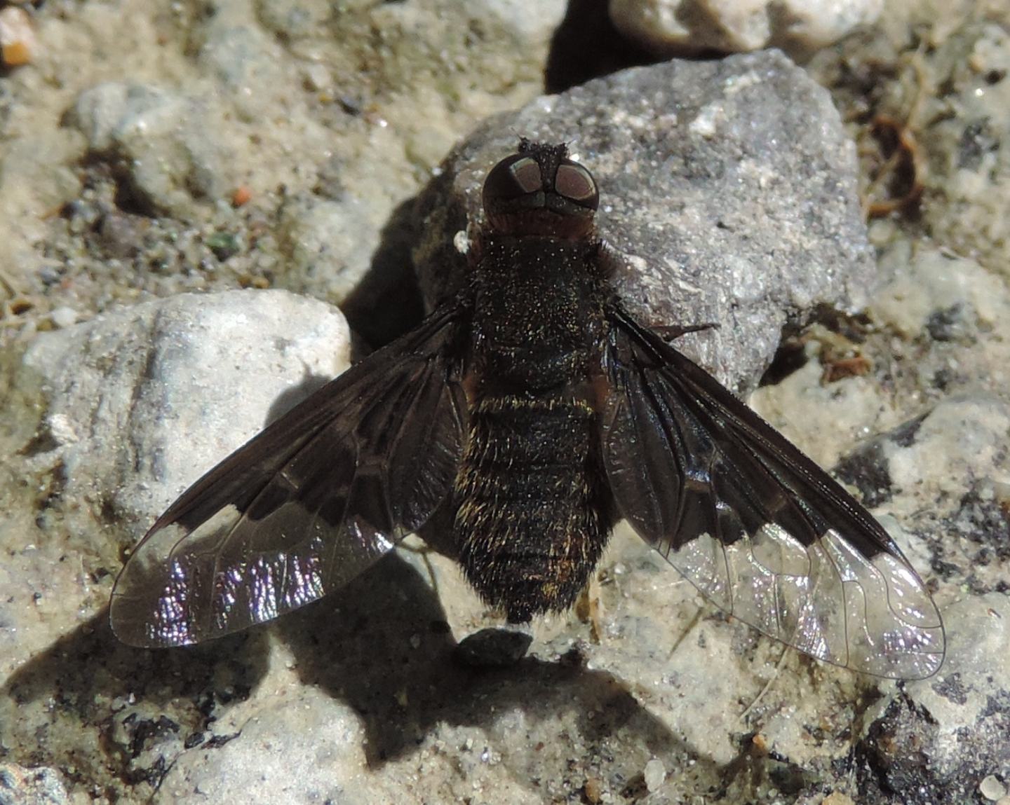 Hemipenthes morio