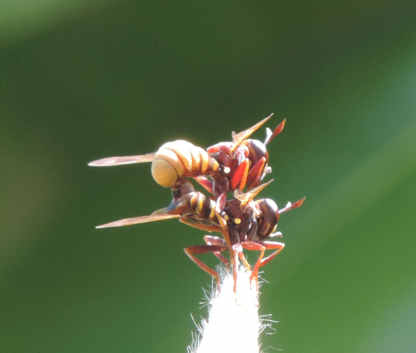 Sirfidi in accoppiamento? No coppia di Conops sp.