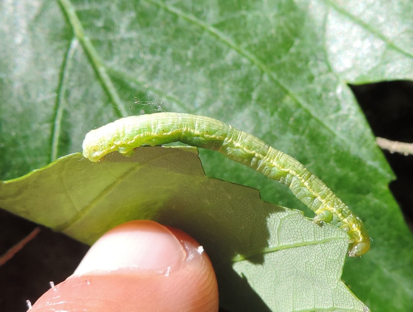 Bruco verde da identificare