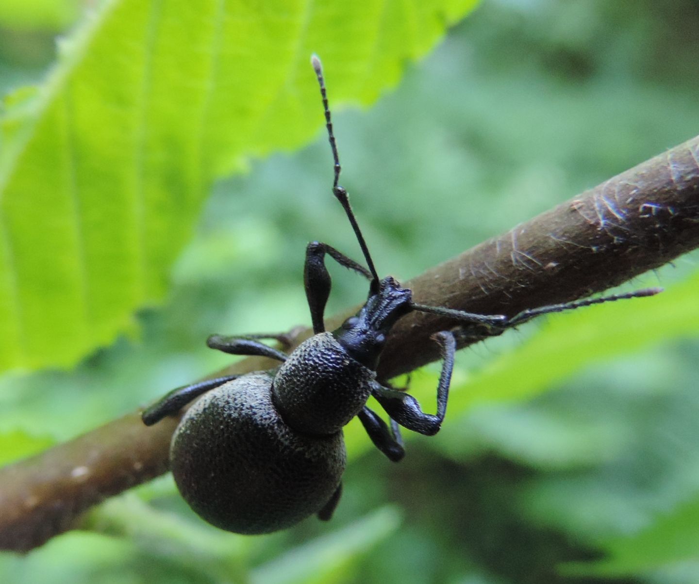 Un altro grosso curculionide - Otiorhynchus cf. vehemens
