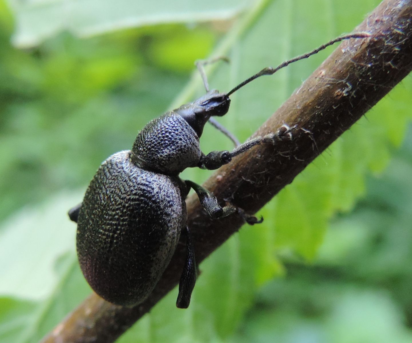 Un altro grosso curculionide - Otiorhynchus cf. vehemens