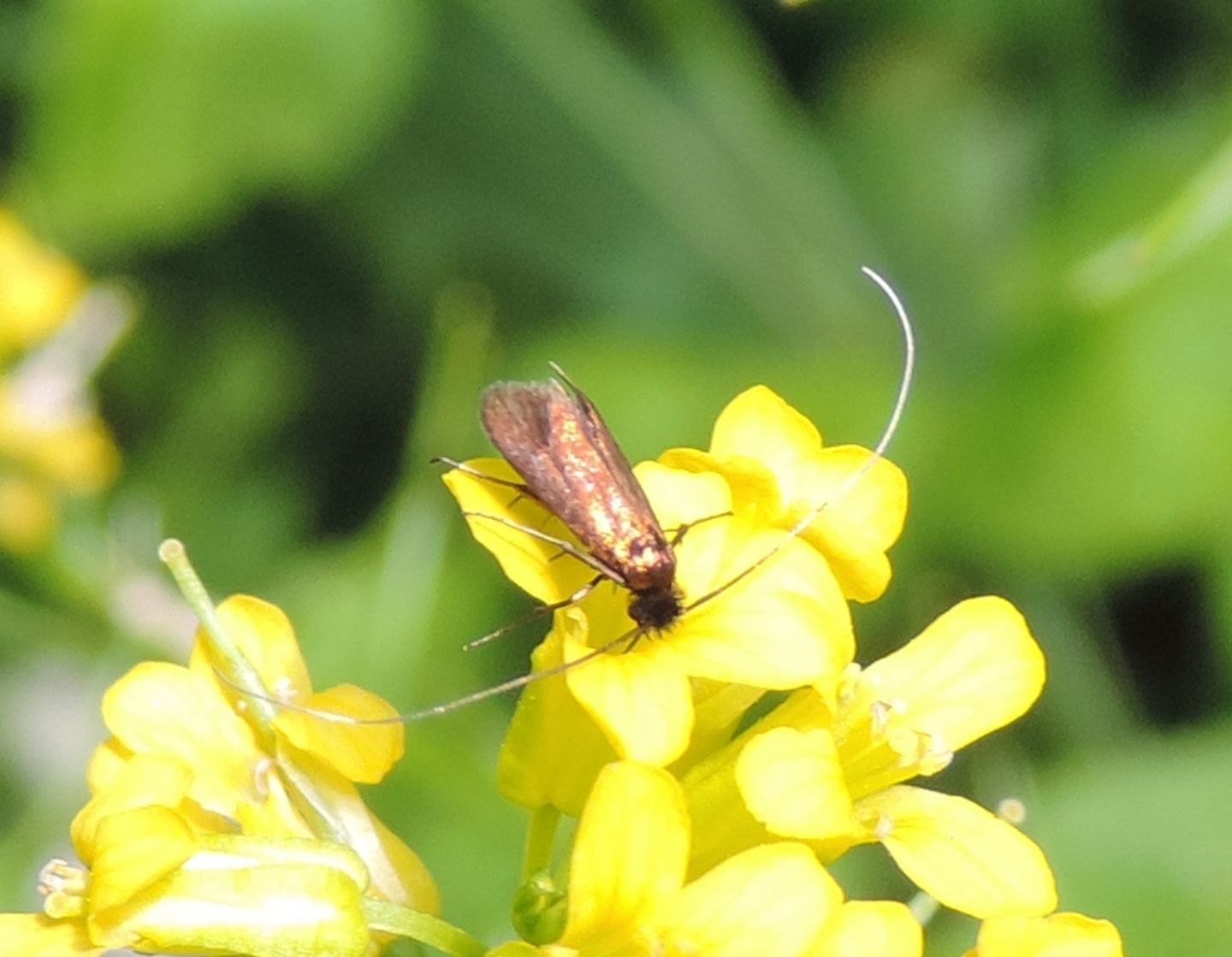 Adelidae da identificare